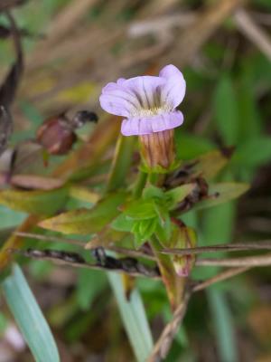 Gratiole officinale, Herbe au pauvre homme Gratiola officinalis L., 1753