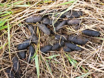 Ragondin Myocastor coypus (Molina, 1782)