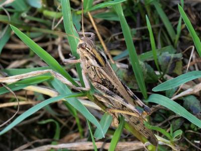 Criquet de Palavas Locusta migratoria migratoria (Linnaeus, 1758)