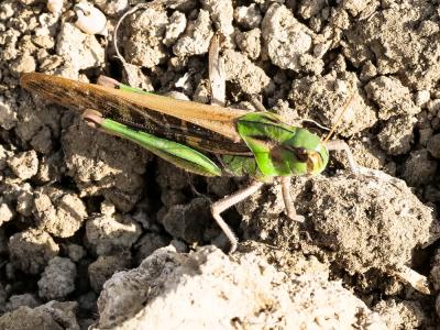 Criquet de Palavas Locusta migratoria migratoria (Linnaeus, 1758)