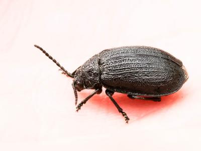  Galeruca pomonae (Scopoli, 1763)