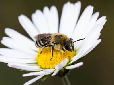  Colletes Latreille, 1802