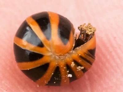  Glomeris annulata Brandt, 1833