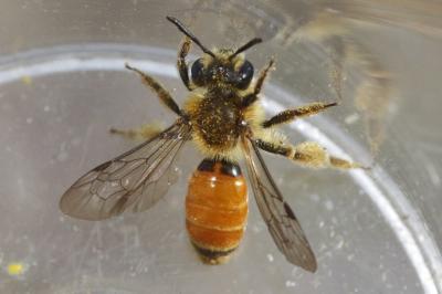  Andrena pellucens Pérez, 1895