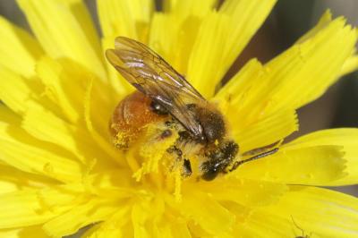  Andrena pellucens Pérez, 1895
