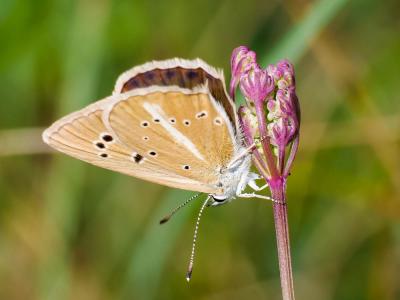Sablé du Sainfoin (Le), Argus du Sainfoin (L'), Ar Polyommatus damon (Denis & Schiffermüller, 1775)