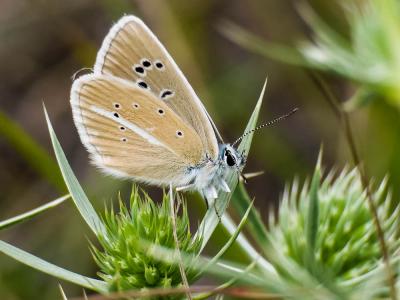 Sablé du Sainfoin (Le), Argus du Sainfoin (L'), Ar Polyommatus damon (Denis & Schiffermüller, 1775)
