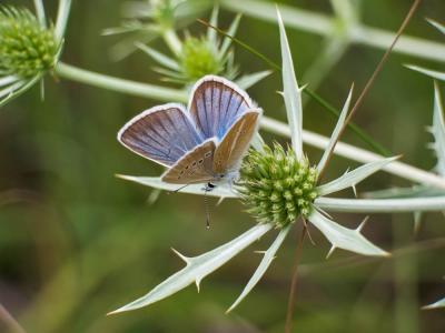Sablé du Sainfoin (Le), Argus du Sainfoin (L'), Ar Polyommatus damon (Denis & Schiffermüller, 1775)