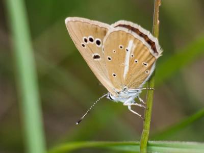 Sablé du Sainfoin (Le), Argus du Sainfoin (L'), Ar Polyommatus damon (Denis & Schiffermüller, 1775)