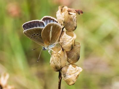 Sablé du Sainfoin (Le), Argus du Sainfoin (L'), Ar Polyommatus damon (Denis & Schiffermüller, 1775)