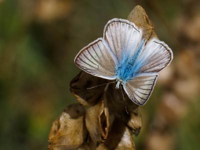Sablé de la Luzerne (Le), Argus bleu clair (L') Polyommatus dolus (Hübner, 1823)