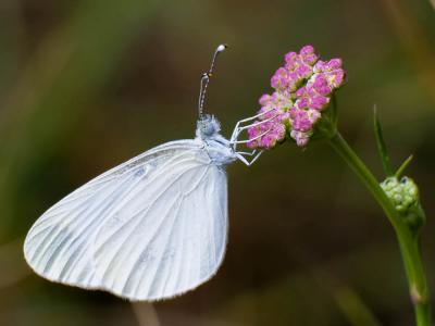 Piéride du Lotier (La), Piéride de la Moutarde (La Leptidea sinapis (Linnaeus, 1758)