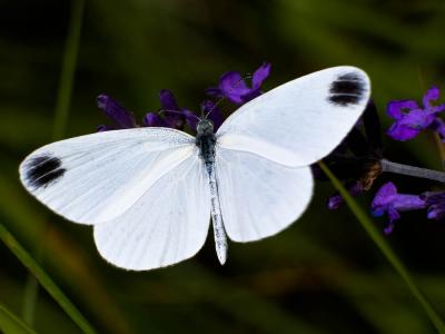 Piéride du Lotier (La), Piéride de la Moutarde (La Leptidea sinapis (Linnaeus, 1758)