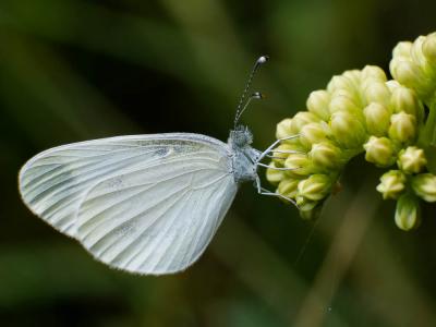 Piéride du Lotier (La), Piéride de la Moutarde (La Leptidea sinapis (Linnaeus, 1758)