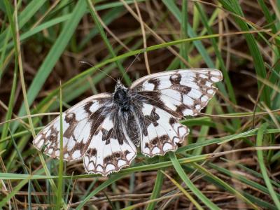 Échiquier de Russie (L'), Echiquier d'Esper (L') Melanargia russiae (Esper, 1783)
