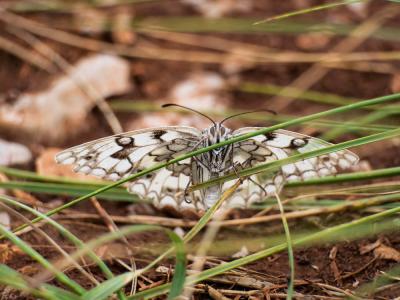 Échiquier de Russie (L'), Echiquier d'Esper (L') Melanargia russiae (Esper, 1783)
