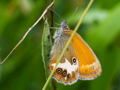 Céphale (Le), Arcanie (L') Coenonympha arcania (Linnaeus, 1760)