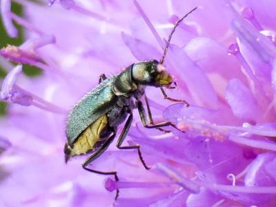  Ceratistes dentifrons (Erichson, 1840)