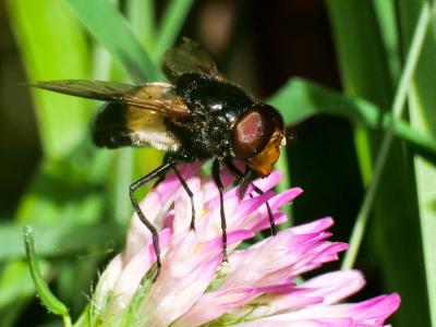Volucelle à ventre blanc en devant Volucella pellucens (Linnaeus, 1758)