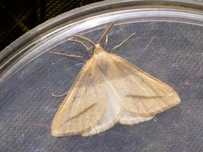 Aspilate jaunâtre (L') Aspitates gilvaria (Denis & Schiffermüller, 1775)