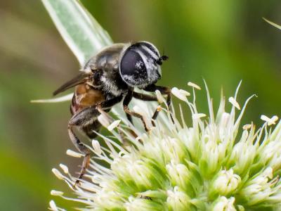  Merodon avidus (Rossi, 1790)