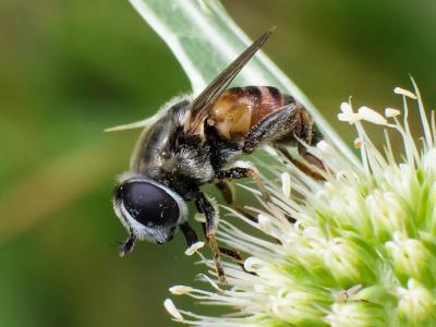  Merodon avidus (Rossi, 1790)