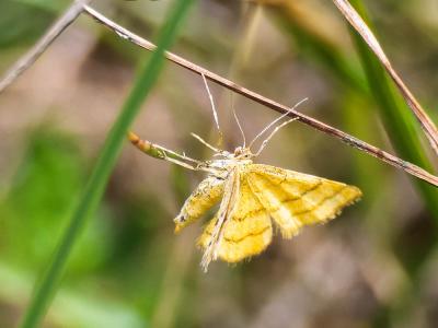 Acidalie des alpages (L'), Acidalie double-ceintur Idaea aureolaria (Denis & Schiffermüller, 1775)