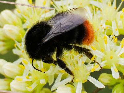 Bourdon des pierres Bombus lapidarius (Linnaeus, 1758)