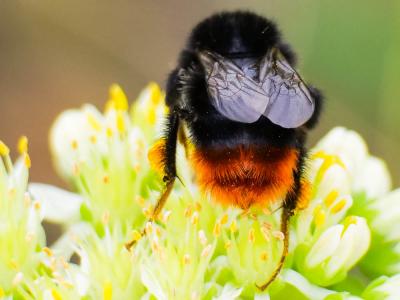 Bourdon des pierres Bombus lapidarius (Linnaeus, 1758)