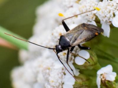  Adelphocoris seticornis (Fabricius, 1775)