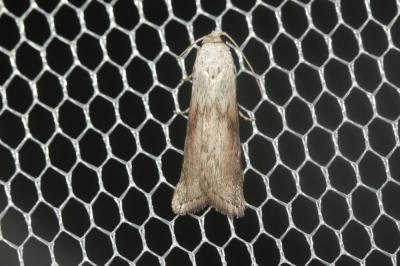  Aphomia sociella (Linnaeus, 1758)