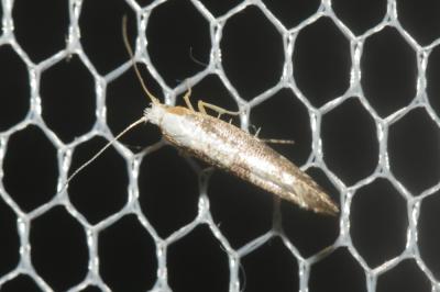 Argyresthia spinosella Stainton, 1849