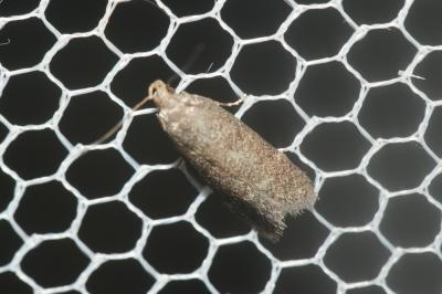  Bryotropha terrella (Denis & Schiffermüller, 1775)