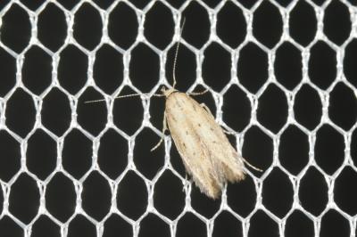  Bryotropha terrella (Denis & Schiffermüller, 1775)