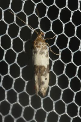  Enolmis acanthella (Godart, 1824)