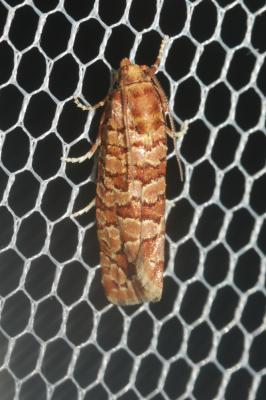  Lozotaeniodes formosana (Frölich, 1830)