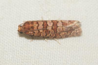  Lozotaeniodes formosana (Frölich, 1830)