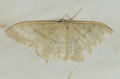 Acidalie étrille (L') Scopula nigropunctata (Hufnagel, 1767)