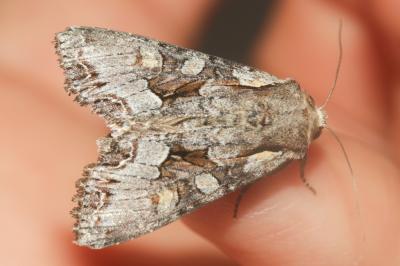 Noctuelle du Genêt (La) Lacanobia w-latinum (Hufnagel, 1766)