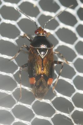  Deraeocoris flavilinea (A. Costa, 1862)