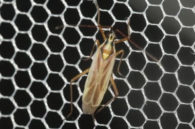  Leptopterna ferrugata (Fallén, 1807)