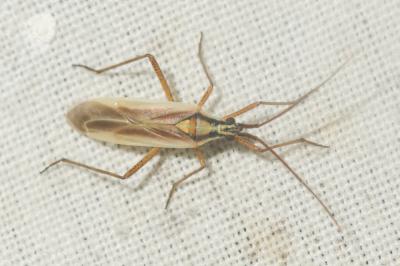  Leptopterna ferrugata (Fallén, 1807)