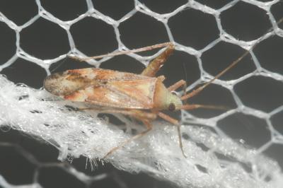  Phytocoris flammula Reuter, 1875