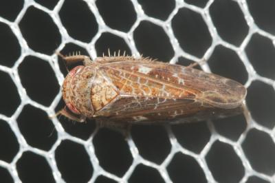  Allygidius atomarius (Fabricius, 1794)