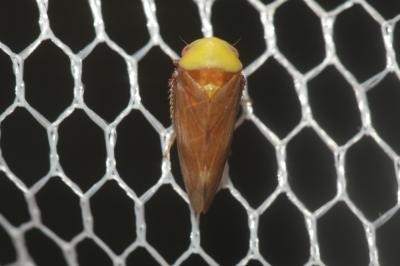  Pediopsis tiliae (Germar, 1831)