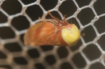  Pediopsis tiliae (Germar, 1831)