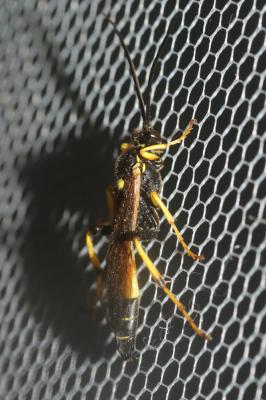  Diphyus amatorius (Müller, 1776)