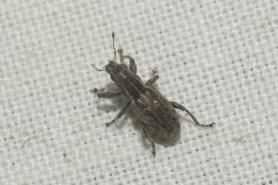  Sitona puncticollis Stephens, 1831
