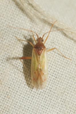  Miridae Hahn, 1831