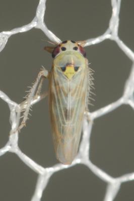  Macrosteles 